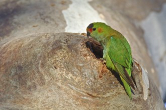 Purple-crowned Lorikeet (Parvipsitta porphyrocephala), Victoria, Australia