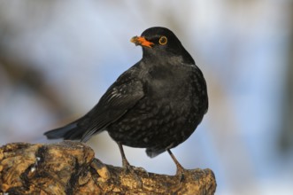 Amsel (Turdus merula), Blackbird, Maennchen, Winterfuetterung, Januar, Oberhausen,