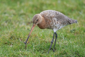 Black-tailed Godwit (Limosa limosa) foraging, Netherlands