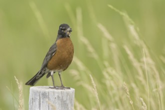 American Robin (Turdus migratorius), Wyoming, USA