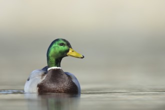 Mallard (Anas platyrhynchos) male, North Rhine-Westphalia, Germany