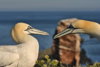 Northern Gannet (Morus bassanus) pair, Schleswig-Holstein, Germany