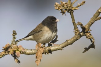Oregon Junco (Junco hyemalis oreganus), British Columbia, Canada