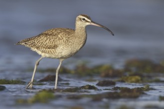 Whimbrel (Numenius phaeopus), Isla de Ballestas National Park, Peru