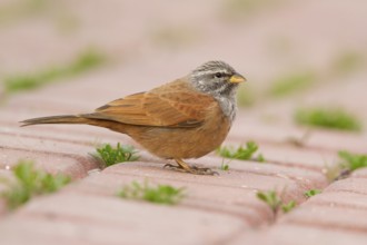 House Bunting (Emberiza sahari) male, Morocco
