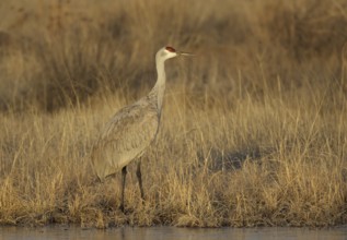 Sandhill Crane (Antigone canadensis), New Mexico, USA
