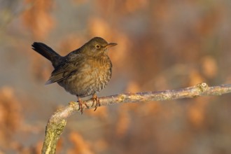Common Blackbird (Turdus merula) female, Saxony-Anhalt, Germany