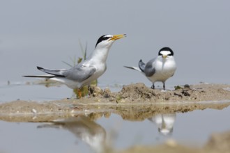 Little Tern (Sternula albifrons), Turkey