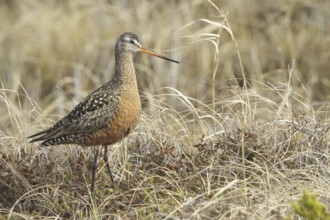 Hudsonian Godwit (Limosa haemastica) male, Manitoba, Canada