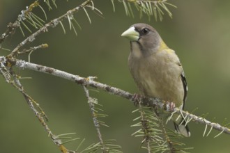 Evening Grosbeak (Hesperiphona vespertina) female, British Columbia, Canada