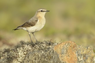 Northern Wheatear (Oenanthe oenanthe) female, Alaska, USA