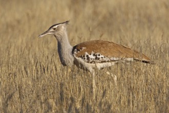 Kori Bustard (Ardeotis kori), Northern Cape, South Africa