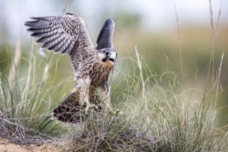 Peregrine Falcon (Falco peregrinus) juvenile, Madrid, Spain