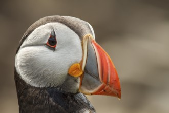 Atlantic Puffin (Fratercula arctica) adult portrait, Farne Islands, United Kingdom