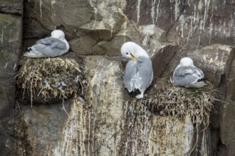 Black-Legged Kittiwake (Rissa tridactyla), on a nest in a cliff, Farne Islands, United Kingdom