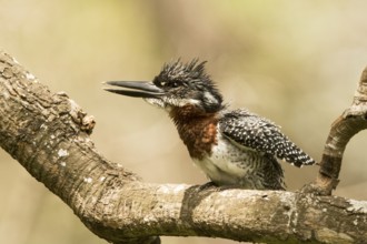 Giant Kingfisher (Megaceryle maxima) male, Gambia