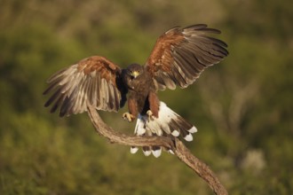 Harris's Hawk (Parabuteo unicinctus) juvenile landing on a branch, Texas, USA