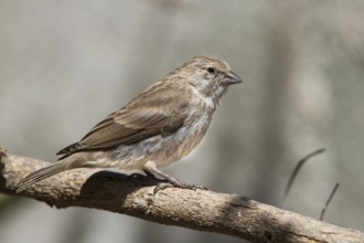 Yemen Serin (Crithagra menachensis), Oman