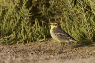 Citrine Wagtail (Motacilla citreola), Oman
