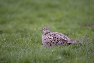 Common Pheasant (Phasianus colchicus) female, North Rhine-Westphalia, Germany