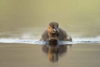 Little Grebe (Tachybaptus ruficollis), North Rhine-Westphalia, Germany