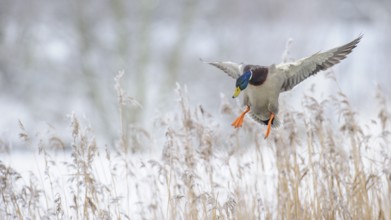 Mallard (Anas platyrhynchos) male landing, Lower Saxony, Germany