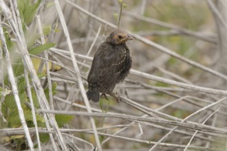 Tricolored Blackbird (Agelaius tricolor) juvenile, Hawaii, USA