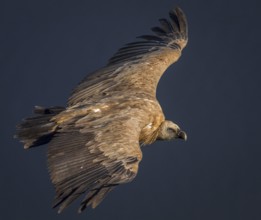 Buitre leonado / Griffon Vulture (Gyps fulvus)