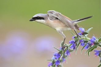 Red-backed Shrike (Lanius collurio) male, Baden-Wuerttemberg, Germany