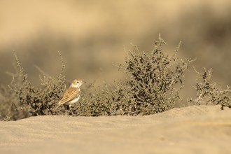 Dune Lark (Calendulauda erythrochlamys), Sandwich Bay, Namibia