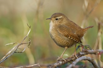 Eurasian Wren (Troglodytes troglodytes), Baden-Wuerttemberg, Germany