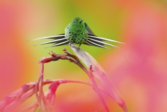 Nice hummingbird Green Thorn-tail, Discosura conversii with blurred pink and red flowers in