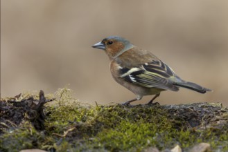 Common Chaffinch (Fringilla coelebs) male, Lower Saxony, Germany