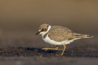 Little Ringed Plover (Charadrius dubius) juvenile, North Rhine-Westphalia, Germany