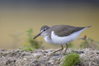 Common Sandpiper (Actitis hypoleucos), North Rhine-Westphalia, Germany