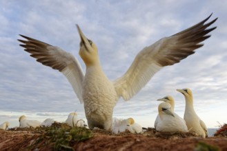 Northern Gannet (Morus bassanus) flapping, Schleswig-Holstein, Germany