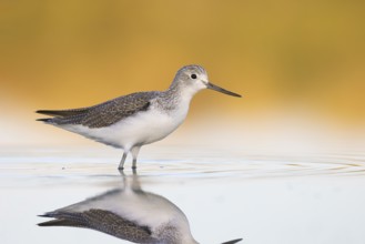Common Greenshank (Tringa nebularia), Victoria, Australia