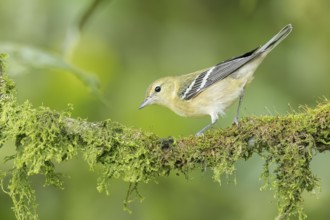 Bay-breasted warbler (Setophaga castanea) perched on a branch in Panama