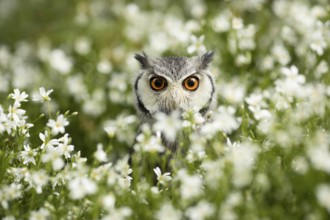 Southern White-faced Owl (Ptilopsis granti) captive, Germany