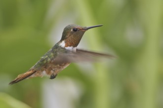 Scintillant Hummingbird (Selasphorus scintilla), Costa Rica