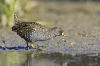 Australian Crake (Porzana fluminea), Victoria, Australia
