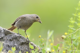 Black Redstart (Phoenicurus ochruros) juvenile, North Rhine-Westphalia, Germany