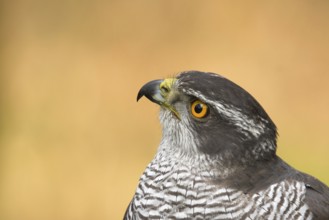 Northern Goshawk (Accipiter gentilis) male, Utrecht, Netherlands