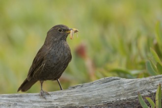 Common Blackbird (Turdus merula) female carrying food in its beak, Corsica, France