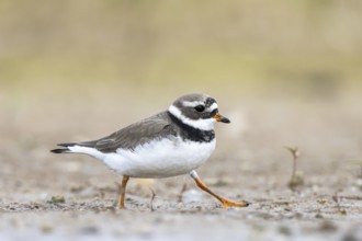 Common Ringed Plover (Charadrius hiaticula) foraging, North Rhine-Westphalia, Germany