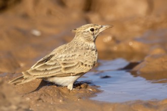 Maghreb Lark (Galerida macrorhyncha randonii) at a waterhole, Rgabi, Morocco