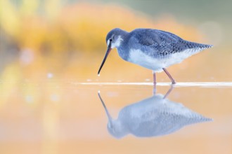 Spotted Redshank (Tringa erythropus) foraging, Groningen, Netherlands