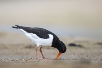 Eurasian Oystercatcher (Haematopus ostralegus) male, North Rhine-Westphalia, Germany