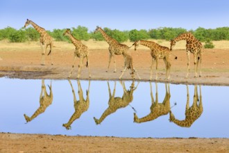 Group of giraffe near the water hole, mirror reflection in the still water, Etosha NP, Namibia,