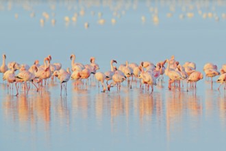 Lesser Flamingo, Phoeniconaias minor, flock of pink bird in the blue water. Wildlife scene from
